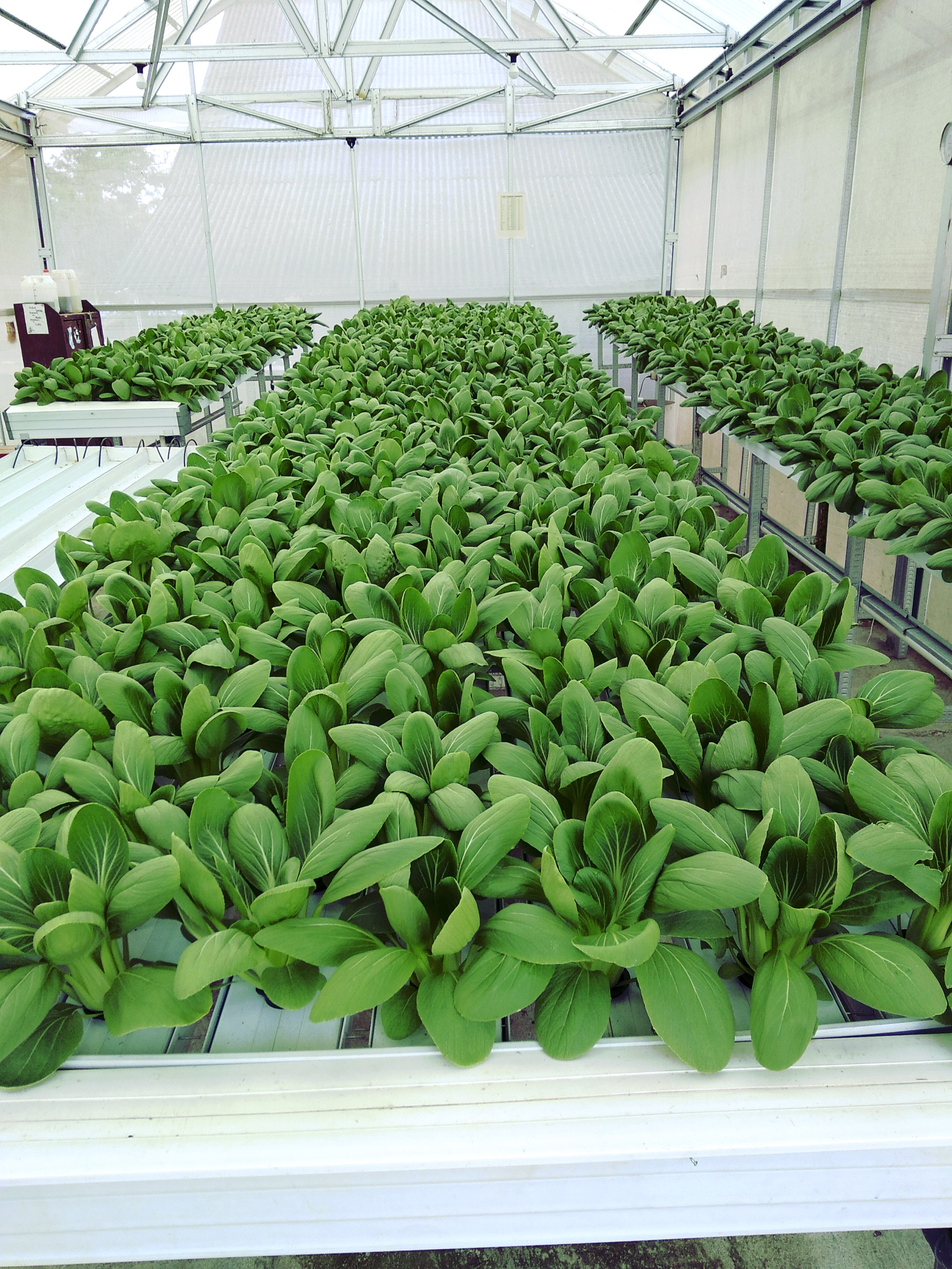 Contoh Green House Hidroponik HIDROPONIK INDONESIA